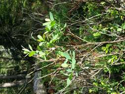 Image of alpine bilberry