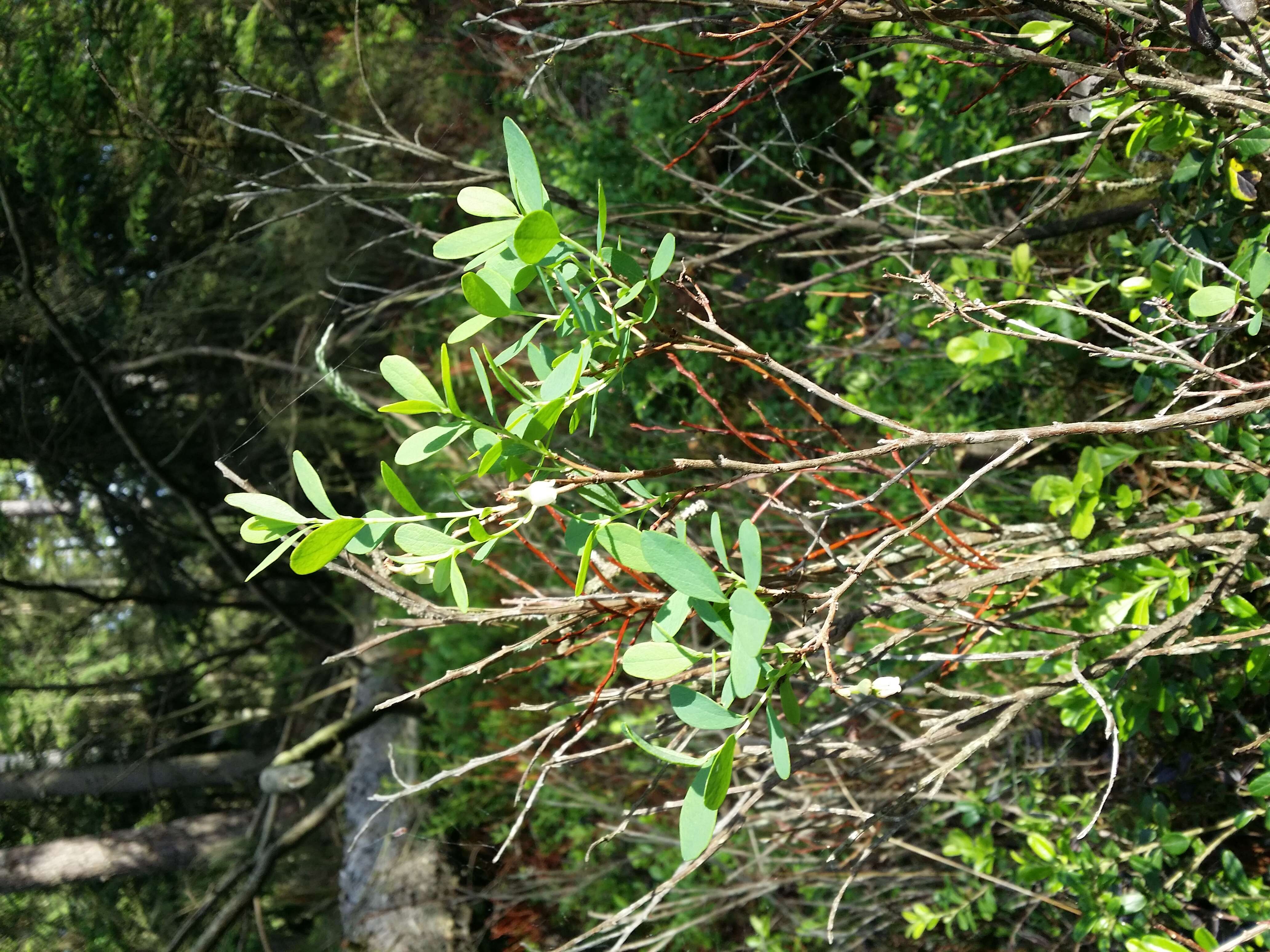 Image of alpine bilberry