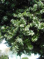 Image of Broad-leaved Yellowwood