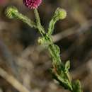 Image of Sphaeranthus gazaensis Bremek.