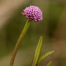 Image of <i>Sphaeranthus <i>randii</i></i> S. Moore var. randii