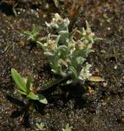 Image of cudweed
