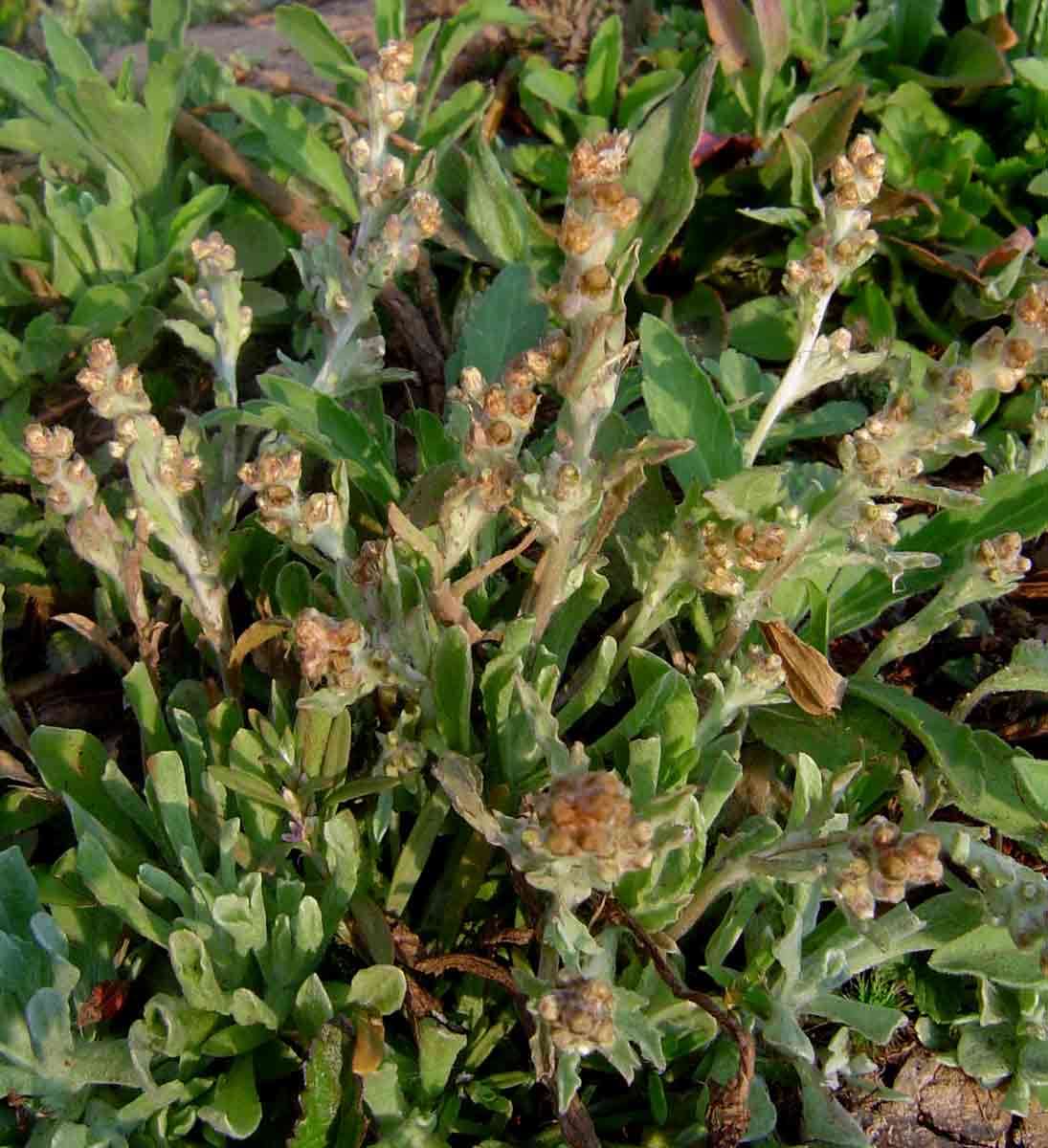 Image of cudweed