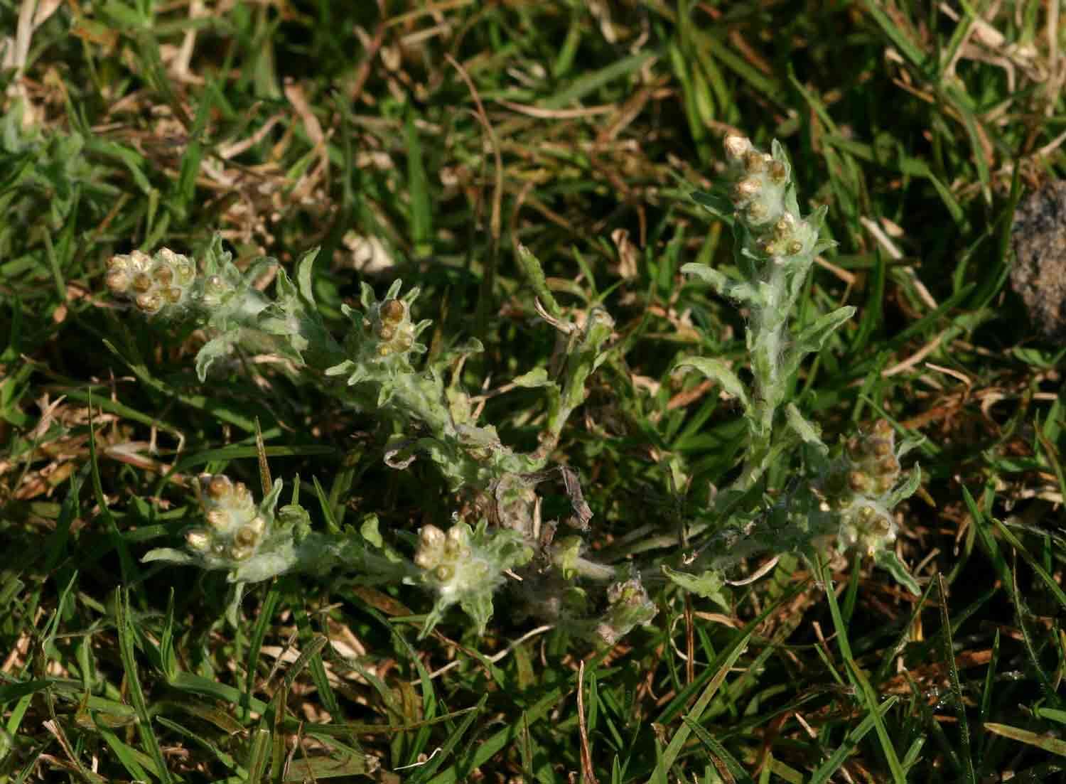 Image of cudweed