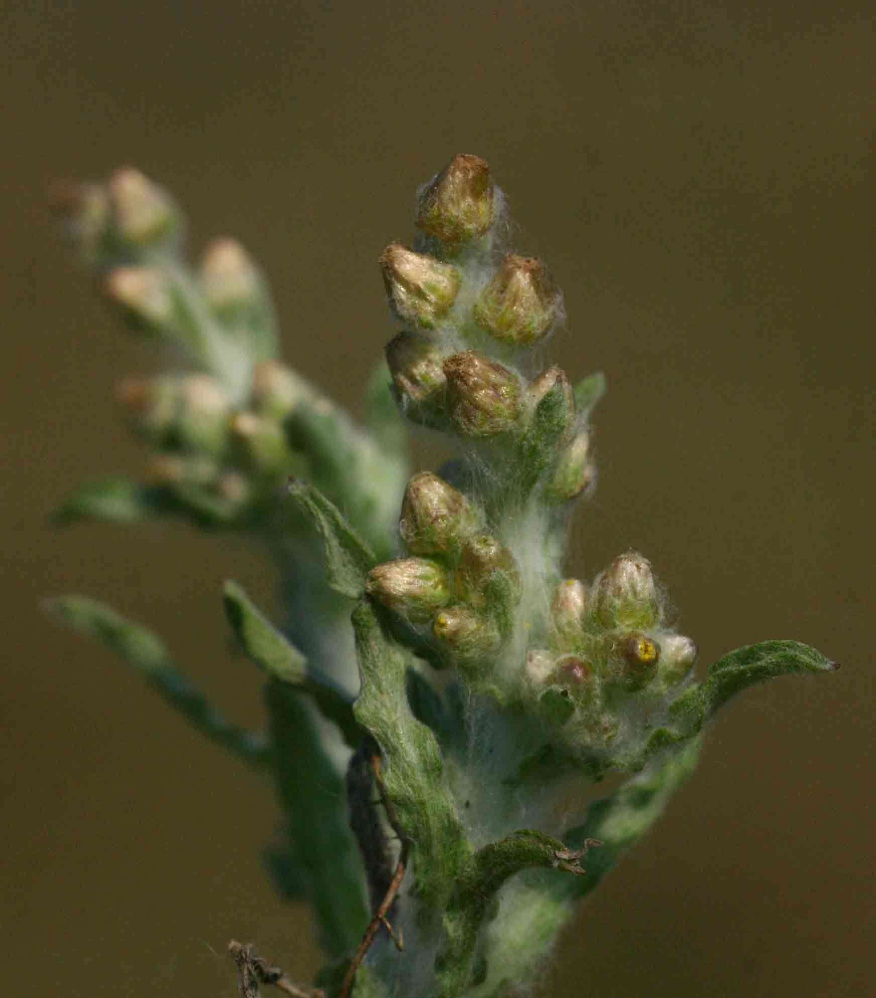 Image of cudweed