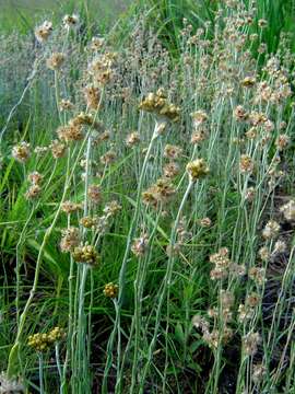Image of Cudweed