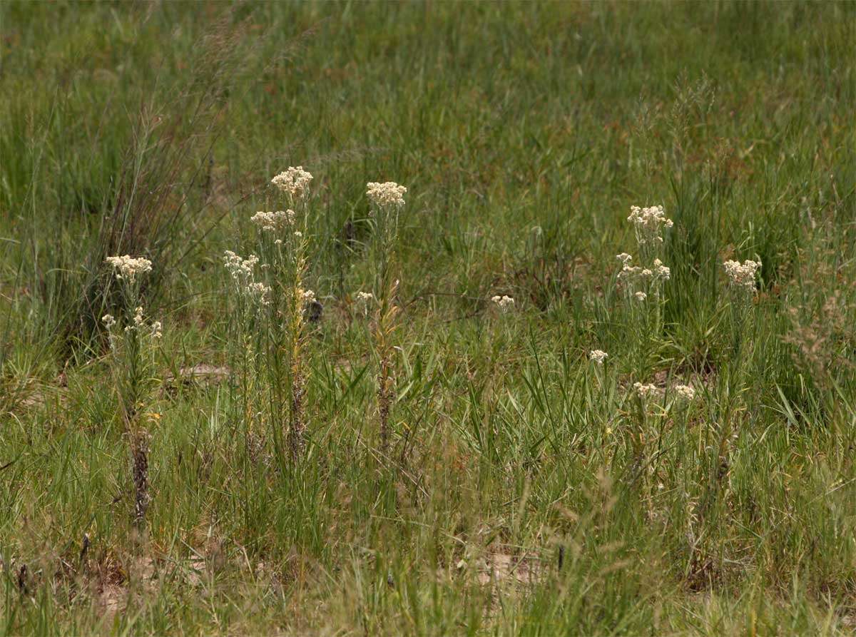 Слика од Pseudognaphalium