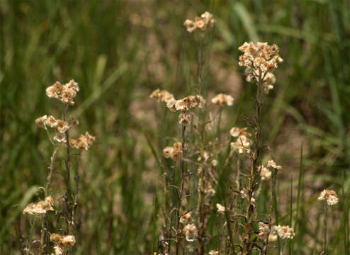 Слика од Pseudognaphalium