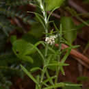 Слика од Pseudognaphalium oligandrum (DC.) O. M. Hilliard & B. L. Burtt