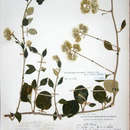 Image de Helichrysum schimperi (Sch. Bip. ex A. Rich.) Moeser