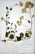 Imagem de Helichrysum schimperi (Sch. Bip. ex A. Rich.) Moeser