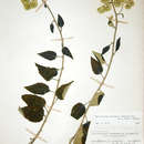 Plancia ëd Helichrysum schimperi (Sch. Bip. ex A. Rich.) Moeser