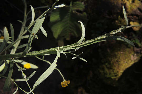 Image of Helichrysum stenopterum DC.