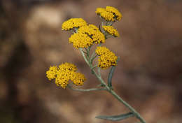 Image of Helichrysum stenopterum DC.