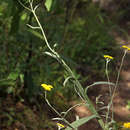 Image of <i>Helichrysum stenopterum</i> DC.