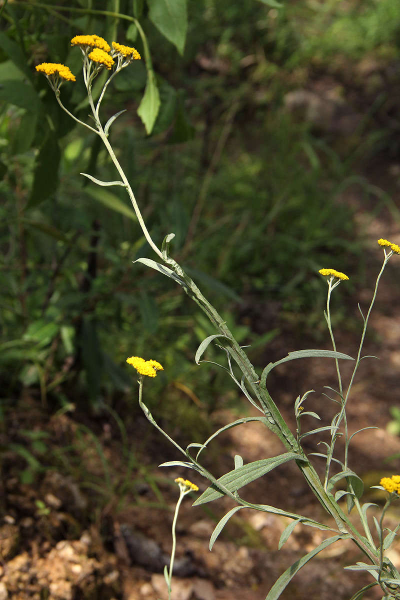 Image of Helichrysum stenopterum DC.
