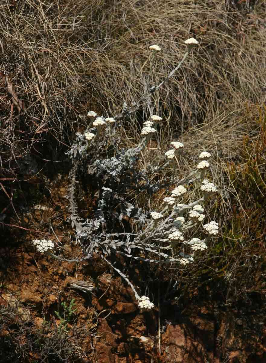 Image of <i>Helichrysum acervatum</i>