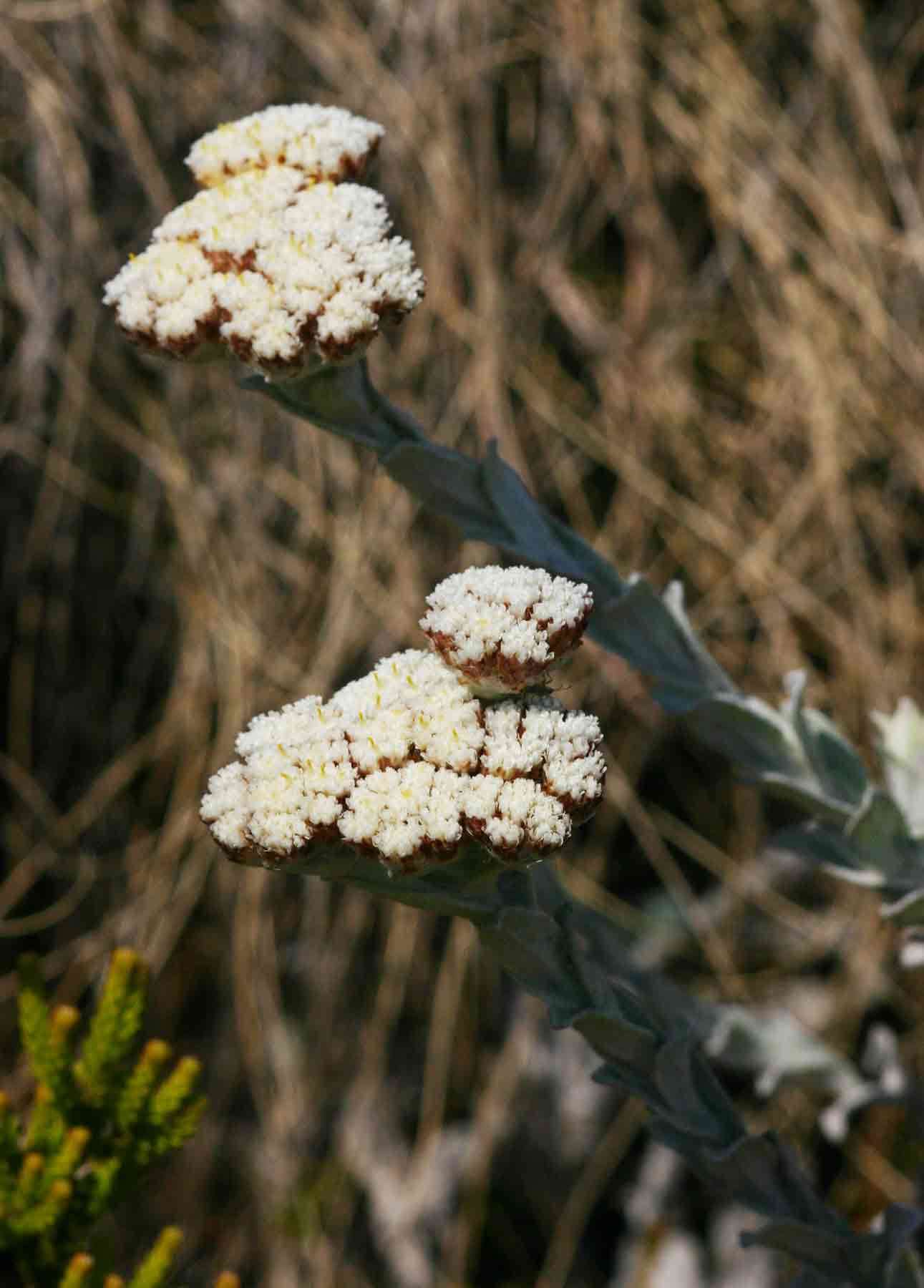 Image of <i>Helichrysum acervatum</i>