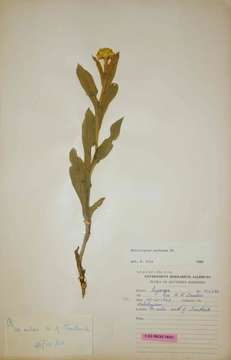 Image of Helichrysum acutatum DC.