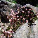 Image de Helichrysum adenocarpum subsp. adenocarpum