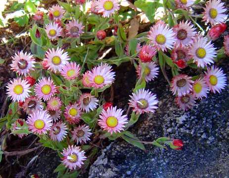 Image of Helichrysum adenocarpum DC.