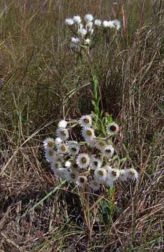 Image of Helichrysum adenocarpum DC.