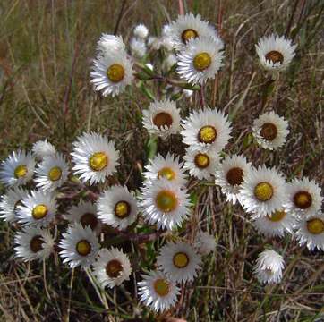 Image of Helichrysum adenocarpum DC.