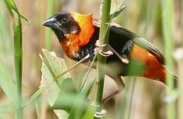 Image of Red Bishop