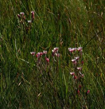 Image of Helichrysum adenocarpum DC.