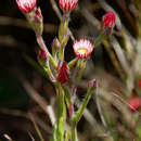 Image of Pink everlasting