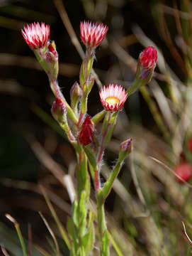 Image of Helichrysum adenocarpum DC.