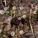 Image de Helichrysum argyrosphaerum DC.