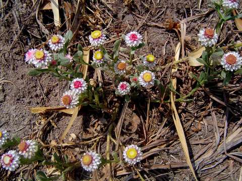 Image de Helichrysum argyrosphaerum DC.