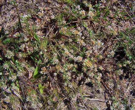 Image of Helichrysum asperum (Thunb.) Hilliard & Burtt