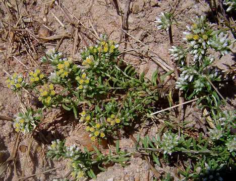 Image of Helichrysum asperum (Thunb.) Hilliard & Burtt