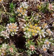 Image of Helichrysum asperum (Thunb.) Hilliard & Burtt