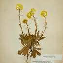 Image of Helichrysum aureum var. monocephalum (DC.) Hilliard