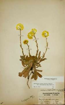 Imagem de Helichrysum aureum (Houtt.) Merr.