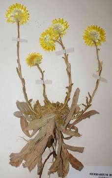 Image of Helichrysum aureum (Houtt.) Merr.