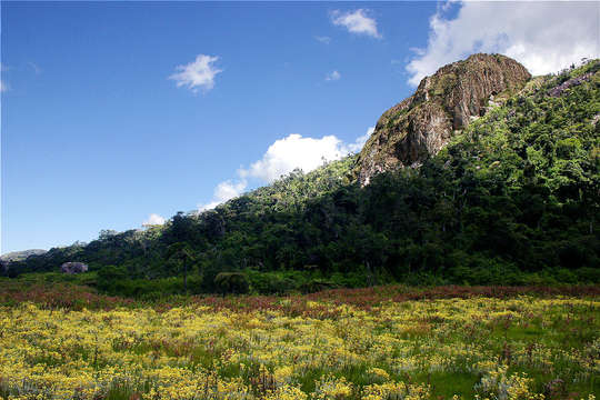 Слика од Helichrysum buchananii Engl.