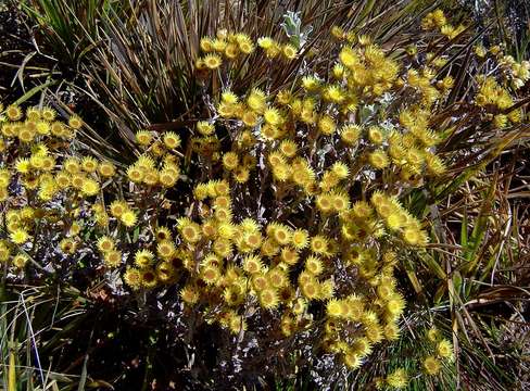 Image of Helichrysum buchananii Engl.