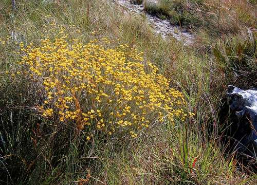 Image of Helichrysum buchananii Engl.