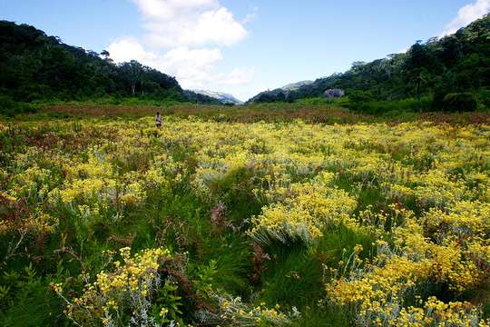 Image of Helichrysum buchananii Engl.