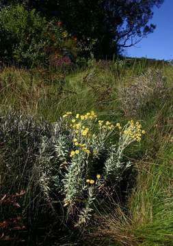 Image of Helichrysum buchananii Engl.