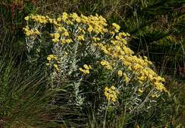 Image of Helichrysum buchananii Engl.