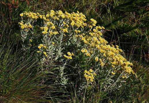 Image of Helichrysum buchananii Engl.