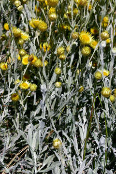 Helichrysum buchananii Engl. resmi