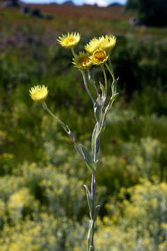 Image of Helichrysum buchananii Engl.