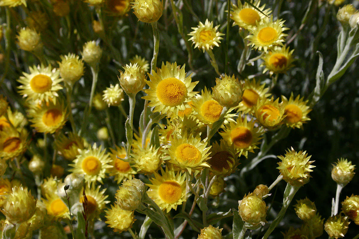 Слика од Helichrysum buchananii Engl.