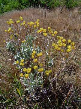 Helichrysum buchananii Engl. resmi